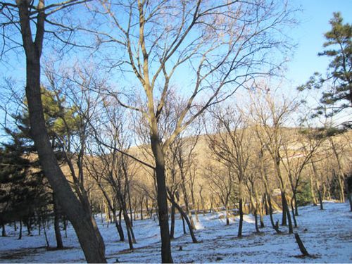 出售刺槐*辽宁刺槐基地*辽宁刺槐**价格 
