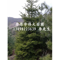 东北云杉_东北云杉价格_优质东北云杉批发 