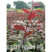 辽宁红叶榆叶梅|辽宁红叶榆叶梅小苗供应
