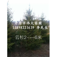 哪里有云杉出售@辽宁云杉@辽宁开原云杉基地