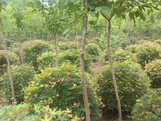 东北五角枫球供应基地\五角枫球种植基地\低价出售东北五角枫球 