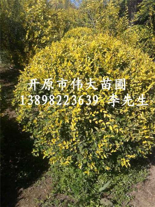 1.5米金叶榆球-辽宁金叶榆球