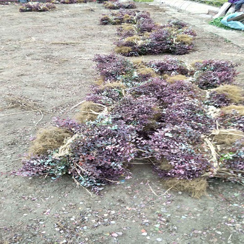东北红叶小檗小苗基地，东北红叶小檗小苗
