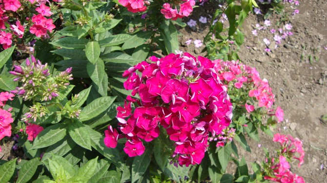辽宁福禄考供应基地\福禄考种植基地\低价出售辽宁福禄考 