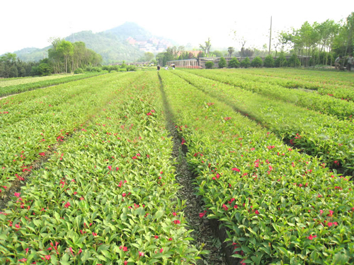 大量供应红王子锦带；东北红王子锦带；东北红王子锦带种植基地 