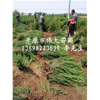 辽宁桧柏|辽宁桧柏批发|辽宁桧柏种植基地