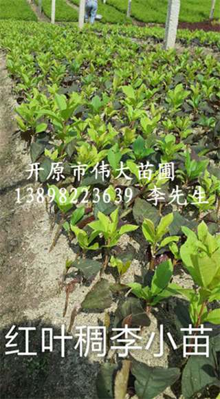 红叶稠李小苗/辽宁红叶稠李小苗批发