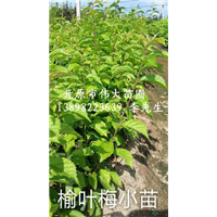 供应榆叶梅|东北榆叶梅|东北榆叶梅基地