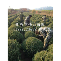 东北桧柏球|桧柏球价格|东北桧柏球基地 