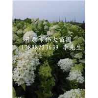 辽宁木绣球|辽宁开原木绣球|木绣球基地 