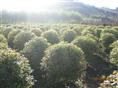 辽宁五角枫球批发\辽宁五角枫球价格\开原五角枫球种植基地 
