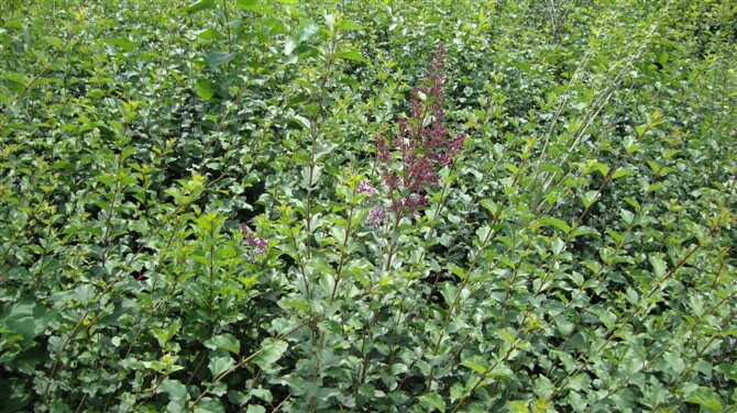 东北小叶丁香供应基地\小叶丁香种植基地\低价出售东北小叶丁香 