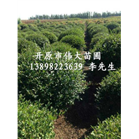 东北水蜡球/批发水蜡球/辽宁水蜡球基地 