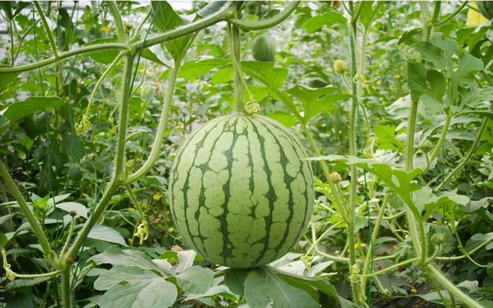 供应河北西瓜—保定西瓜