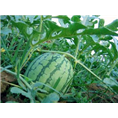 【百度推荐】保定西瓜价格 