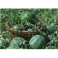 【百度推荐】保定西瓜供应 