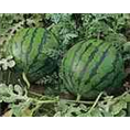 【百度推荐】保定西瓜代办 