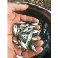 广西云南湖南赤眼鱼苗批发价格