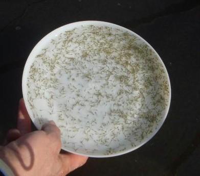 鱼苗|广西福缘 
