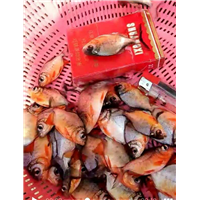 广西云南湖南淡水白鲳鱼苗批发价格