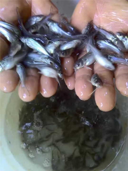广西叉尾鱼苗批发价格