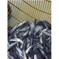 广西云南湖南大口鲶鱼苗批发价格