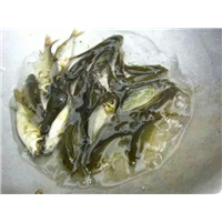 广西云南贵州2018年鲤鱼鱼苗批发价格