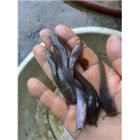 云南广西云南贵州胡子鲶鱼苗批发价格