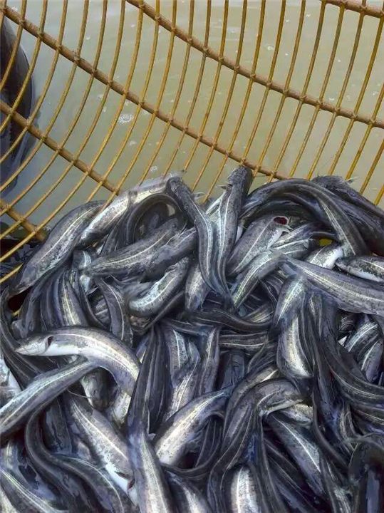 广西云南湖南大口鲶鱼苗批发价格