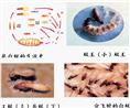 用什么药物灭白蚁？怎样彻底消灭白蚁？如何预防白蚁 