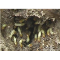 广州白蚁预防&广州灭鼠、灭蟑螂公司 