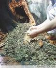 广州白蚁 广州杀白蚁 广州白蚁防治 广州白蚁防治所 广州白蚁防治 
