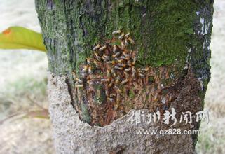 广州白蚁防治&广州灭白蚁&广州灭白蚁公司 