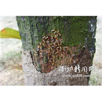 广州灭鼠公司%广州灭白蚁公司 
