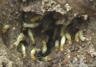 广州灭白蚁#广州白蚁预防&广州白蚁防治 