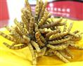 徐州冬虫夏草回收价格|徐州冬虫夏草回收|徐州冬虫夏草回收公司 