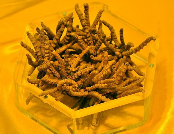 徐州冬虫夏草回收|徐州回收冬虫夏草|徐州冬虫夏草回收公司 