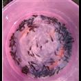 湖南黄颡鱼鱼苗|湖南鱼苗 
