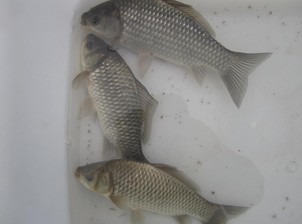湖南鲫鱼苗|湖南鱼苗养殖 