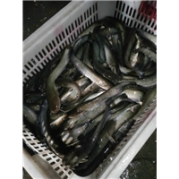 大口鲶鱼批发价格|湖南大口鲶鱼 