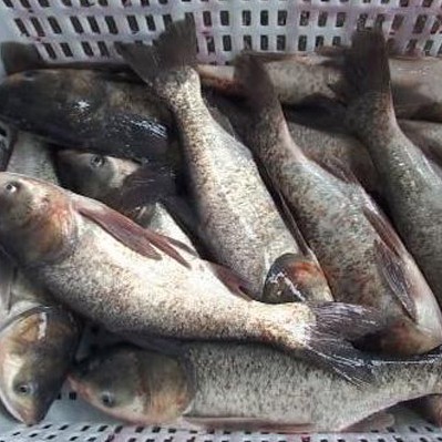湖南鲢鱼｜湖南鲢鱼苗|鲢鱼苗价格 