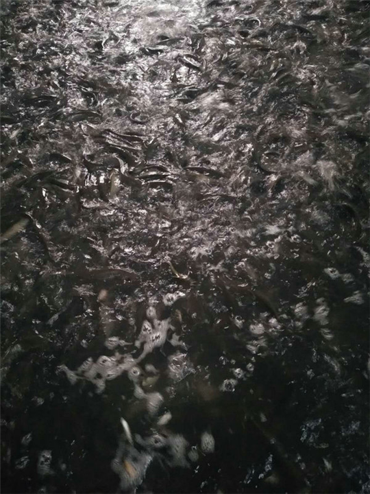 湖南益阳鱼苗养殖|湖南鱼苗繁殖场 