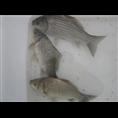 湖南鲫鱼苗|湖南鱼苗养殖 