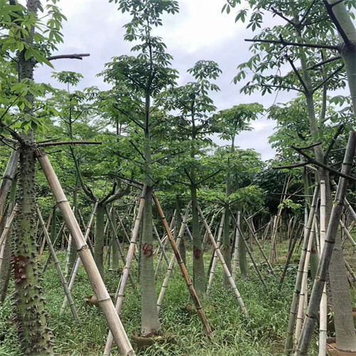 广东木棉树苗