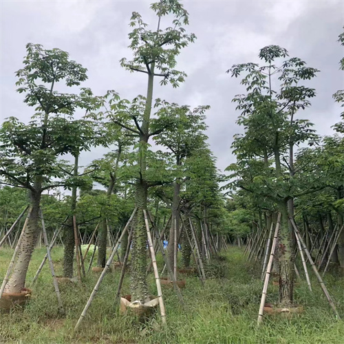 广东木棉树苗