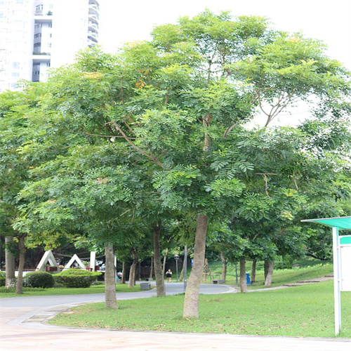 广东桃花心木批发桃花心木物种学史