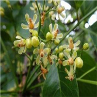 广东桃花心木批发桃花心木形态特征