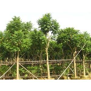 广东火焰木苗木价格/广东火焰木苗木基地 