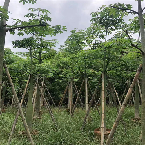 广东木棉树苗
