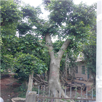 广东小叶榕种植基地